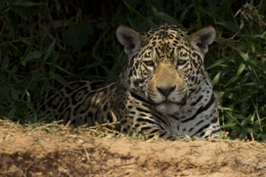 jaguar w mark iv